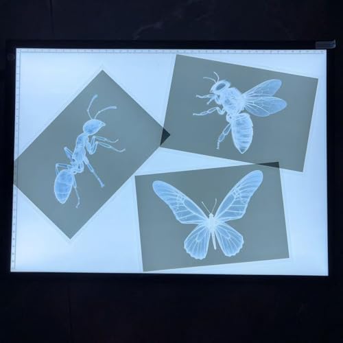 16 Animal X-Ray Set, Educational Science Kit for Kids to Explore Bone Structures for Lightstand Accessories, Light and Shadow Areas (Insect Series) - Image 7