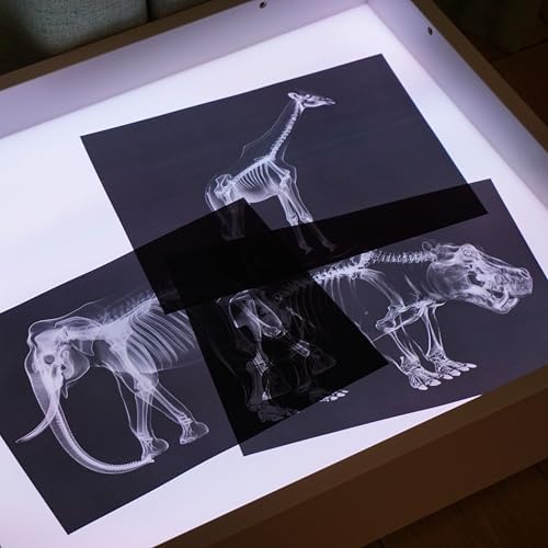 Animal X-Ray Set, Educational Science Kit, Light Table Accessory for Children (Wild Animals) - Image 5