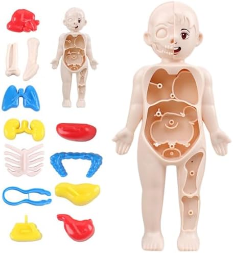 Human Body Model for Kids 7x4 Anatomy Model Organs Detachable Human Body ABS No Burrs Science Toys Educational Anatomy for Kids Over 3 Years Old - Image 7