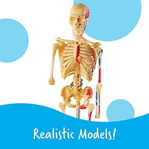 Learning Resources Anatomy Models Bundle Set - Image 4