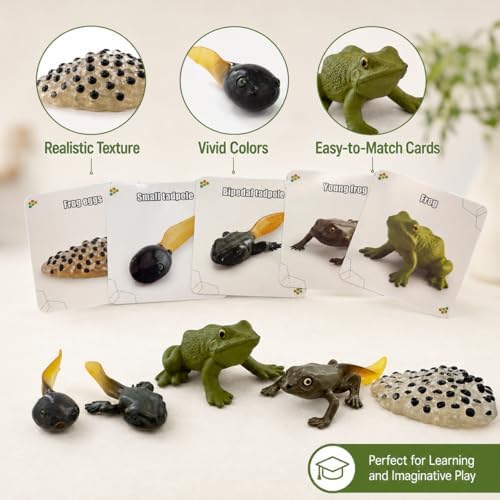 Montessori Life Cycle Animal Figures with Flash Cards, Lifelike Animal Growth Cycle Biological Model Set (Frog) - Image 5