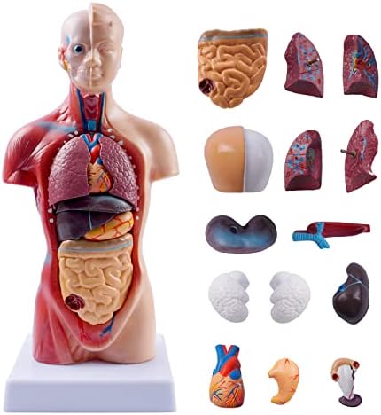 breesky 10.5inch Medical Torso Human Body Model Anatomy Doll 15 Removable Parts Education Organs Model for Teaching Study Class Students by breesky