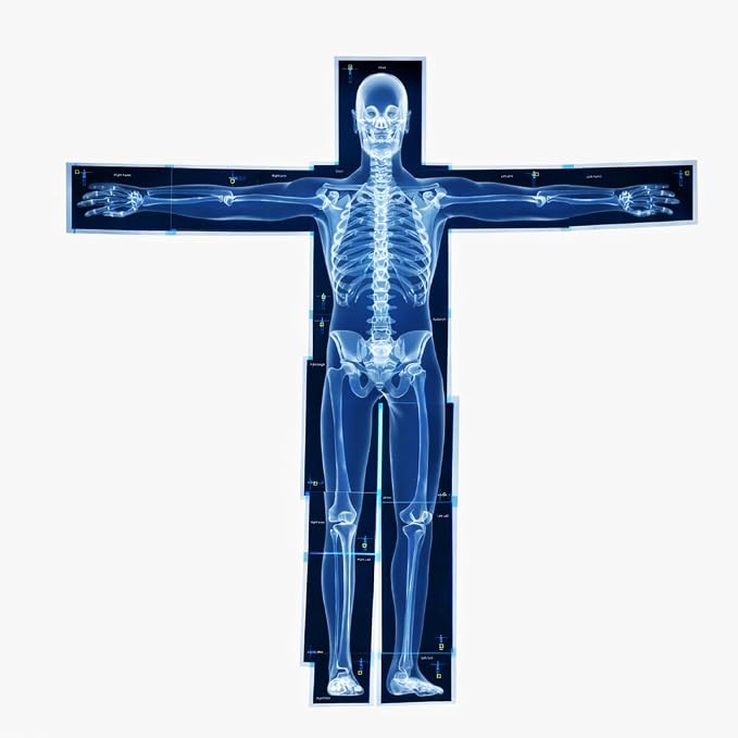 Human X-Rays for Kids' Light Table - 14-Piece Skeleton Puzzle & 7 Body System Charts (Nerves, Vessels, Lymphatic) - X-Ray Toys for Kids, STEM Toy for Light Table, School Projects & Doctor Role Play by LightTableforKidsManipulative