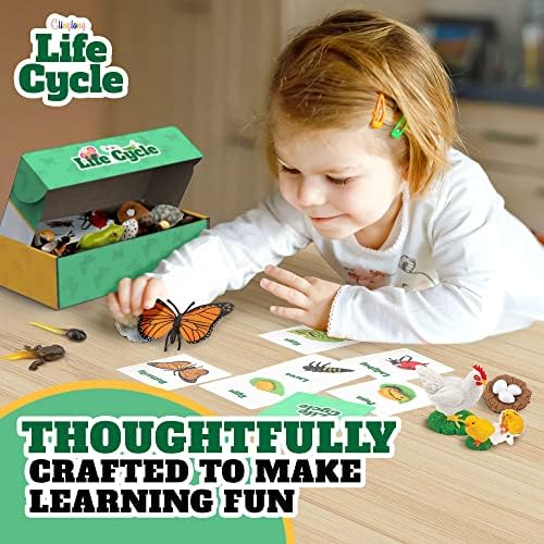 Life Cycle Animal Kit - Montessori Science Toy with 24-Piece Matching Game, Butterfly, Frog, Chicken, Bee, Ladybug and Turtle STEM Educational Gift, Easter Basket fillers for Kids Ages 3-8 - Image 4