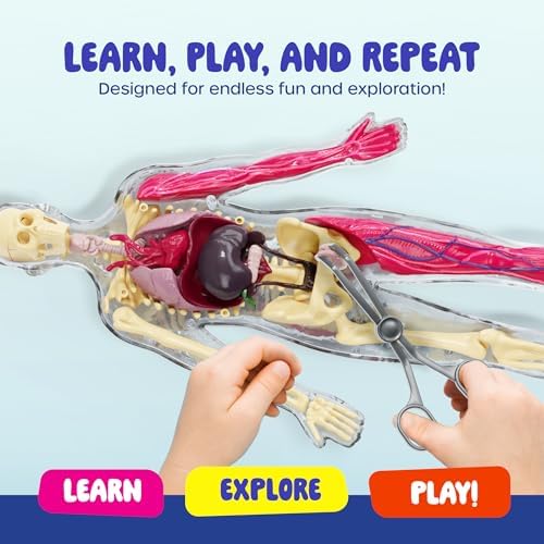 Human Anatomy Squishy Body Model - STEM Science Kits for Kids Ages 4-8 - Image 4