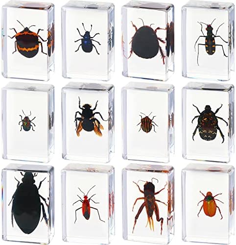 12 Pcs Insect Specimens for Kids Bug Collection Kit, Cricket by Macarrie
