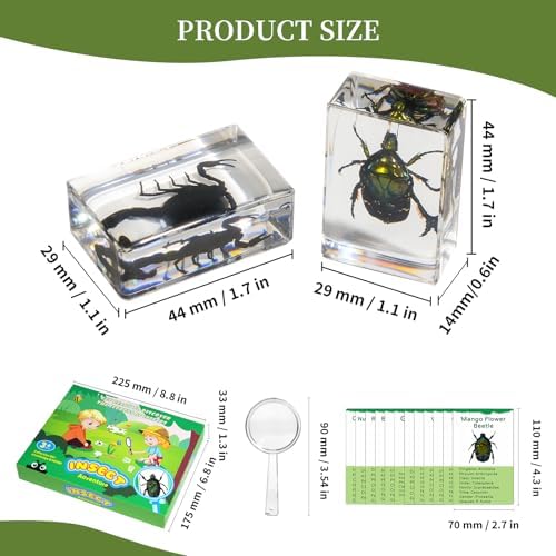 12Pcs Insect Specimens Set, Real Insect Taxidermy in Resin Specimens with Magnifier & Info Cards, Unique Science Classroom Science Education Animal Specimens, Bug Preserved, Oddities, Biology - Image 2
