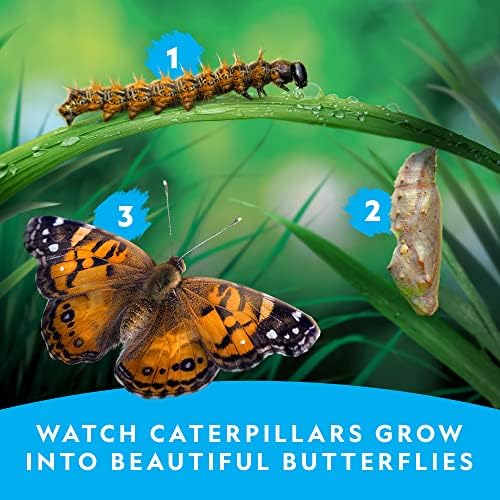 National Geographic Butterfly Growing Kit for Kids Nature Activity - Image 3