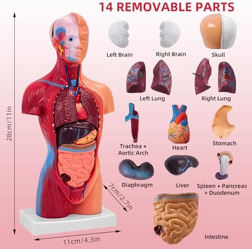 11 Inch Small Human Body Model for Anatomy Study - 15 Detachable Parts Educational Torso with Internal Organs, DIY Assembly Anatomy Model for Students, Teachers, and Medical Healthcare Professionals - Image 2