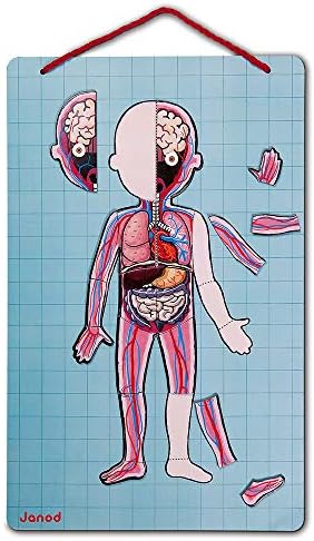 Janod - Bodymagnet - Educational Human Body Game - Image 3