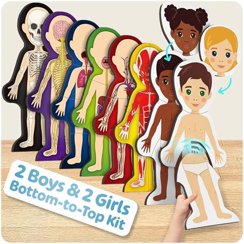 MyBODY Large Human Body Anatomy Model for Kids & Teens - Bottom-to-Top Magnetic Assembly Toy & Educational Learning Kit with Skeleton Base, 7 Puzzle Layers incl. Muscular, Digestive & Nervous Systems - Image 5