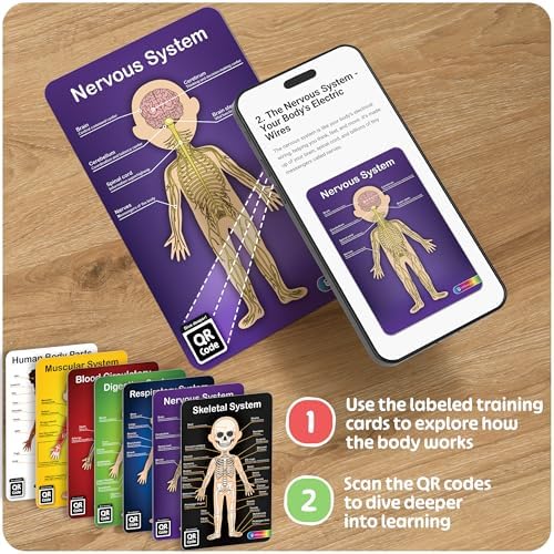 MyBODY Large Human Body Anatomy Model for Kids & Teens - Bottom-to-Top Magnetic Assembly Toy & Educational Learning Kit with Skeleton Base, 7 Puzzle Layers incl. Muscular, Digestive & Nervous Systems - Image 6
