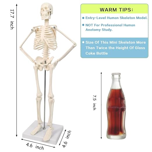 HADWYN Full Body 17.7" High Human Body Skeleton Model for Anatomy - Image 3