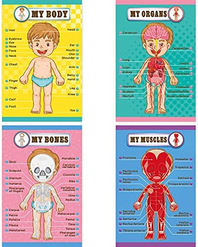Outus 4 Pcs Human Body Parts Posters for Kids, 11 x 17 Inch by Outus