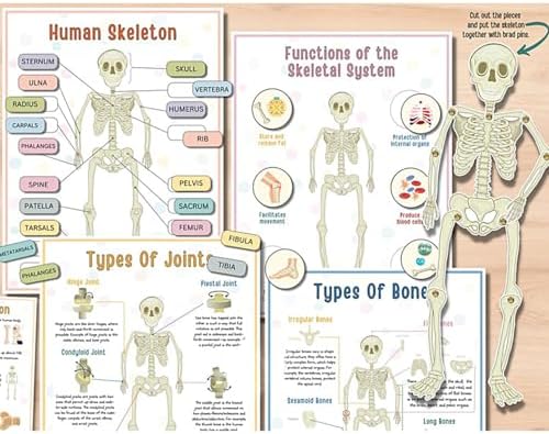 Human Body Anatomy Busy Book for Kids, Interactive Anatomy Binder - Image 3