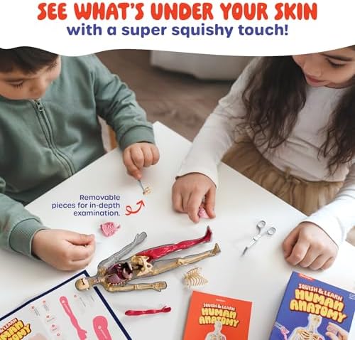 Human Anatomy Squishy Body Model - STEM Science Kits for Kids Ages 4-8 - Image 3
