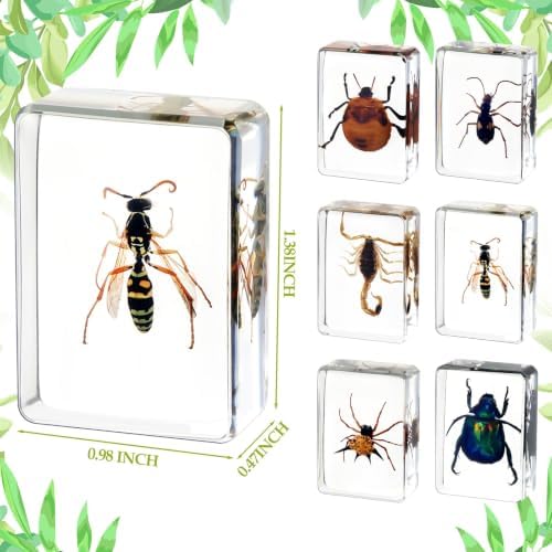 CroBlissful 6 Pcs Insect in Resin Specimen Bugs Collection Paperweights Bugs in Resin Bug Collection Kit for Kids Scientific Educational Toy Classroom Display Supplies - Image 3