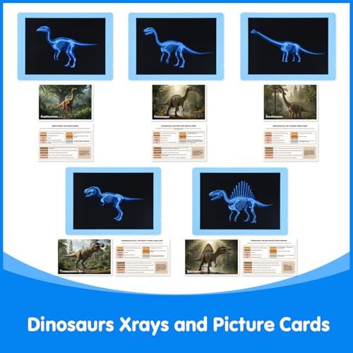 15 Pcs Dinosaur Xrays & Creatures Cards - Light Table Toys - Image 7