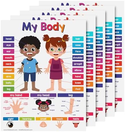 FoldCard My Body Chart Educational Poster 8.5x11 5pk by FoldCard