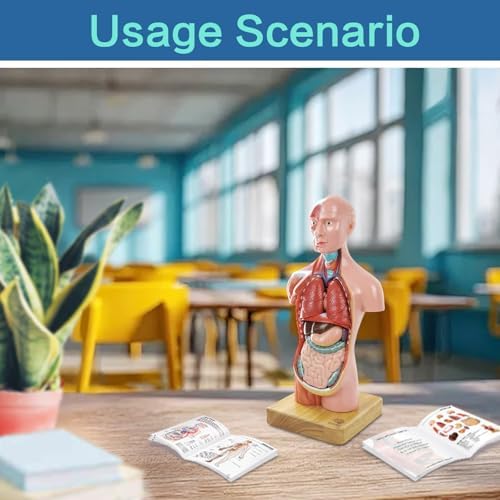 EVOTECH SCIENTIFIC 2026 New Human Body Model for Anatomy, 15 Pcs Removable 11 inch Human Torso Anatomical Model with Heart Head Skull Brain Skeleton, School Medical Education Display - Image 6