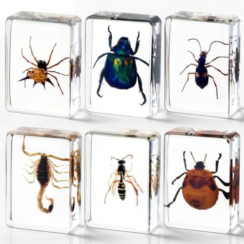 CroBlissful 6 Pcs Insect in Resin Specimen Bugs Collection Paperweights Bugs in Resin Bug Collection Kit for Kids Scientific Educational Toy Classroom Display Supplies by CroBlissful