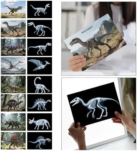 16 Animal X-Ray Set, Educational Science Kit for Kids to Explore Bone Structures for Lightstand Accessories, Light and Shadow Areas (Dinosaur Series) - Image 4