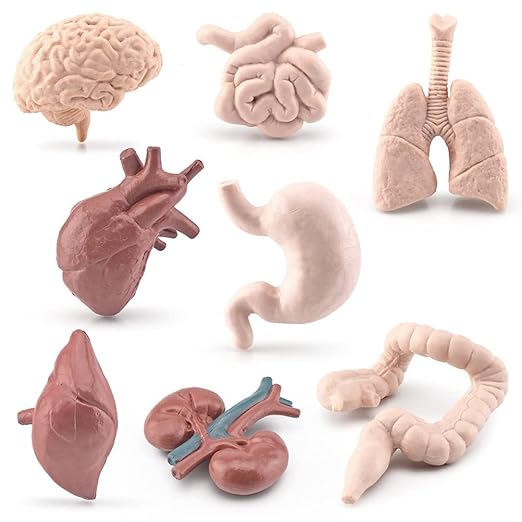 Human Model Human Body Organs for Human Anatomy Body Parts Learning Toy Human System Model,8Pcs 3D Anatomy Model Prop Plastic,Educational Toys for Kids (Graphic Color) - Image 8