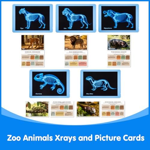 15 Pcs Zoo Animal Xrays for Kids - Light Table Manipulatives - Image 7