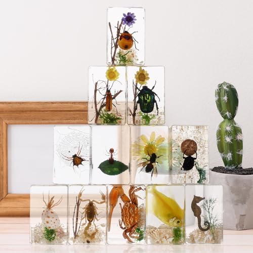 Macarrie 12 Pcs Insect Specimens for Kids Bug Collection Kit, Scenery - Image 5