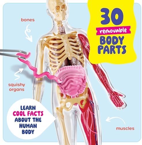Human Anatomy Squishy Body Model - STEM Science Kits for Kids Ages 4-8 - Image 2