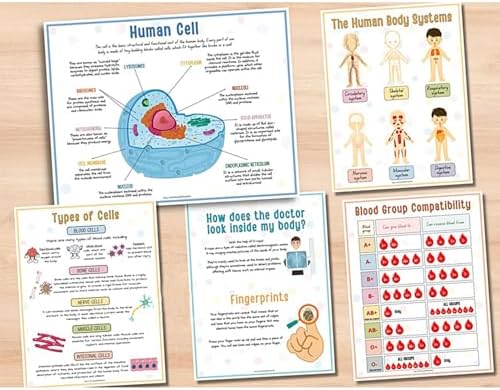 Human Body Anatomy Busy Book for Kids, Interactive Anatomy Binder - Image 5