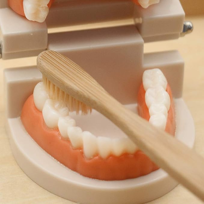 MEROCO Montessori Practical Life Teeth Model and Cards Teeth Brushing Toys - Image 5