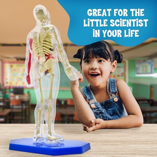 Thames & Kosmos Ooze Labs: Visible Human Body with Squishable Organs - Image 5
