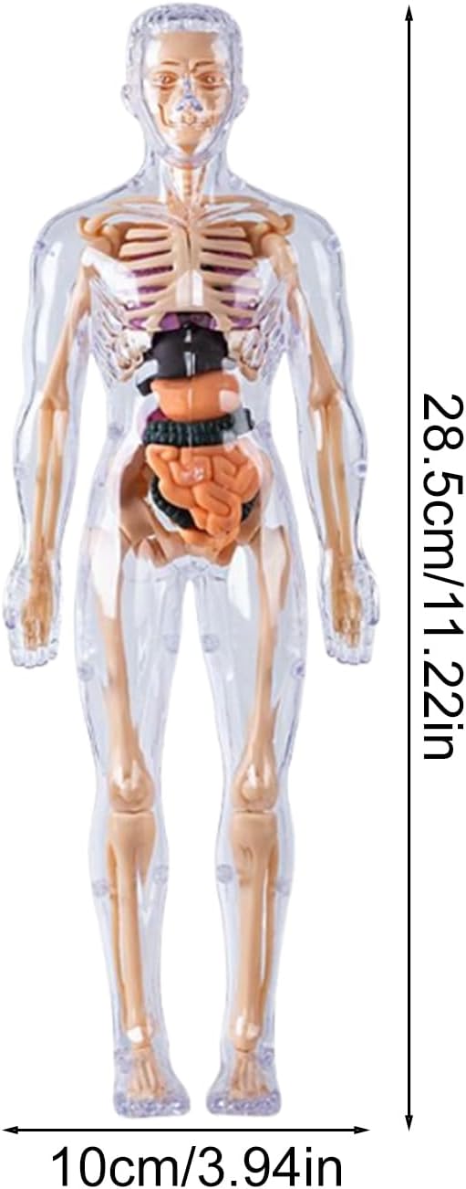 3D Human Body Anatomy Model, Removable Organs Educational Toy for Science Teaching, Translucent Transparent Glow-in-Dark Torso Model for Kids Students, 10x28.5cm - Image 6