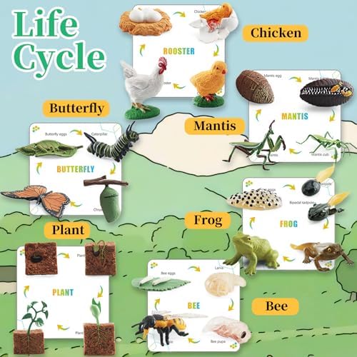 6 Set Montessori Life Cycle Learning Toys - Early Education Activities for Kids - Image 4