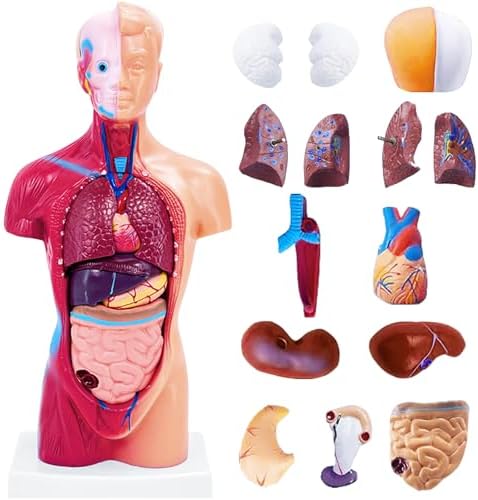11 Inch Small Human Body Model for Anatomy Study - 15 Detachable Parts Educational Torso with Internal Organs, DIY Assembly Anatomy Model for Students, Teachers, and Medical Healthcare Professionals by Ceonam