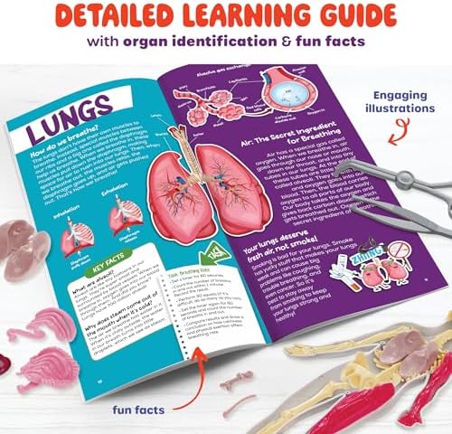 Human Anatomy Squishy Body Model - STEM Science Kits for Kids Ages 4-8 - Image 7