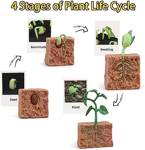 Montessori Life Cycle Animal Figures with Flash Cards, Realistic Animal Figurines Toy, and Educational Matching Game for Kids (Plant, Bee, and Snail) - Image 4