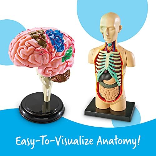 Learning Resources Anatomy Models Bundle Set - Image 2