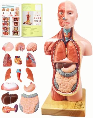 EVOTECH SCIENTIFIC 2026 New Human Body Model for Anatomy, 15 Pcs Removable 11 inch Human Torso Anatomical Model with Heart Head Skull Brain Skeleton, School Medical Education Display by EVOTECHSCIENTIFIC
