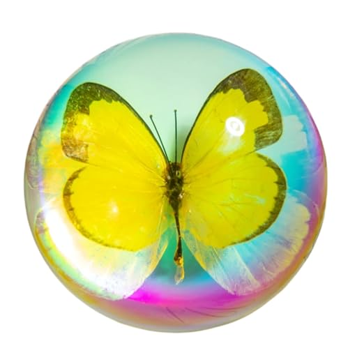 Real Butterfly Specimen in Resin,Insect Specimens for Education by Unknown