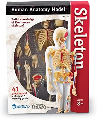 Learning Resources Skeleton Model - Image 2