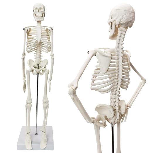 HADWYN Full Body 17.7" High Human Body Skeleton Model for Anatomy - Image 2