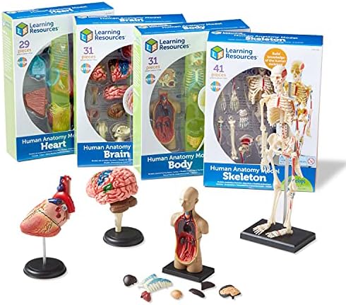Learning Resources Anatomy Models Bundle Set by LearningResources