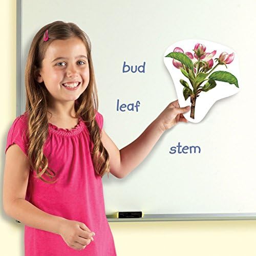 Learning Resources Giant Magnetic Plant Life Cycle - STEM Growing Seed, Montessori Tree , Biology Cards, Classroom Teacher Must Haves Activities, Science Homeschool Essentials, Gifts for Students - Image 3