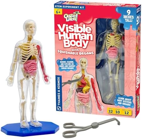Thames & Kosmos Ooze Labs: Visible Human Body with Squishable Organs by Unknown
