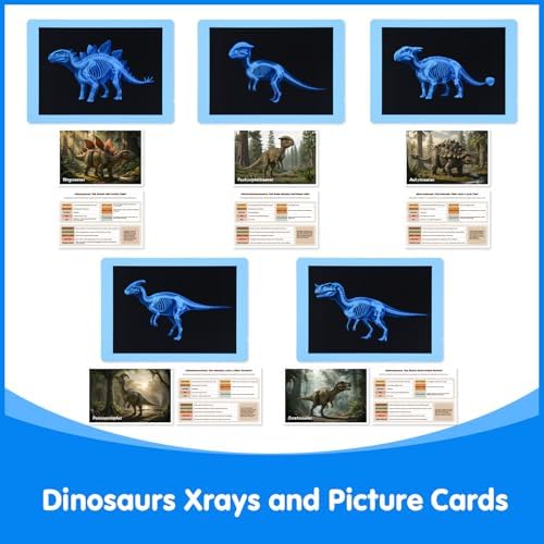 15 Pcs Dinosaur Xrays & Creatures Cards - Light Table Toys - Image 5