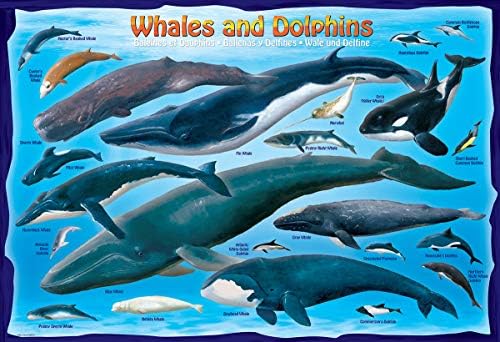 Whales & Dolphins 100 Piece Jigsaw Puzzle - Image 2