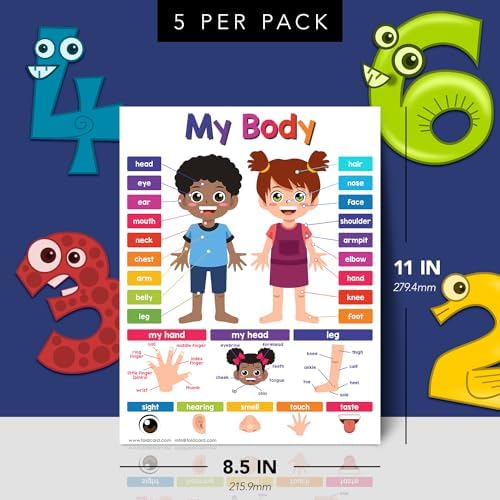 FoldCard My Body Chart Educational Poster 8.5x11 5pk - Image 2