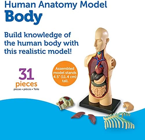 Learning Resources Human Anatomy Model Body - Image 7